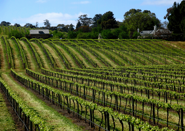 Barossa Valley