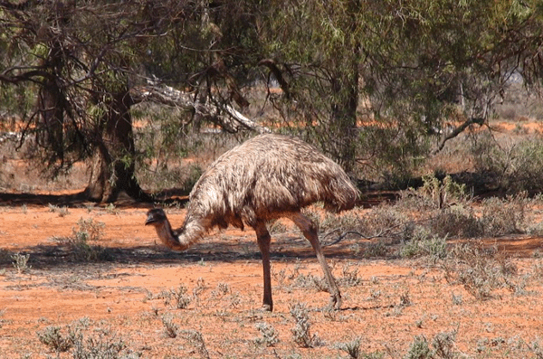 Emu at Mungo N.P.