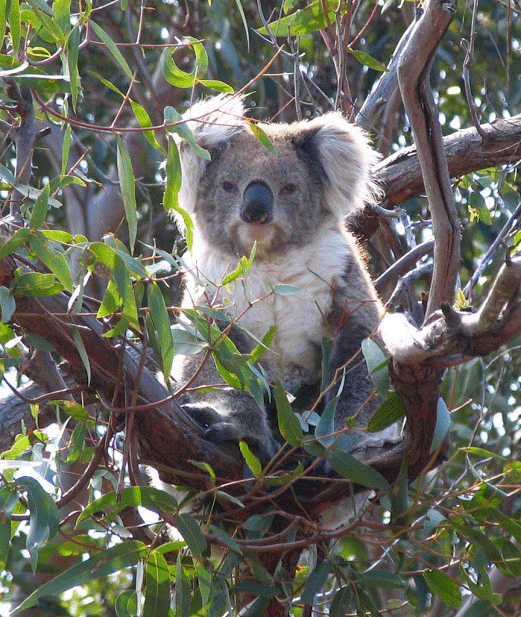 Koala