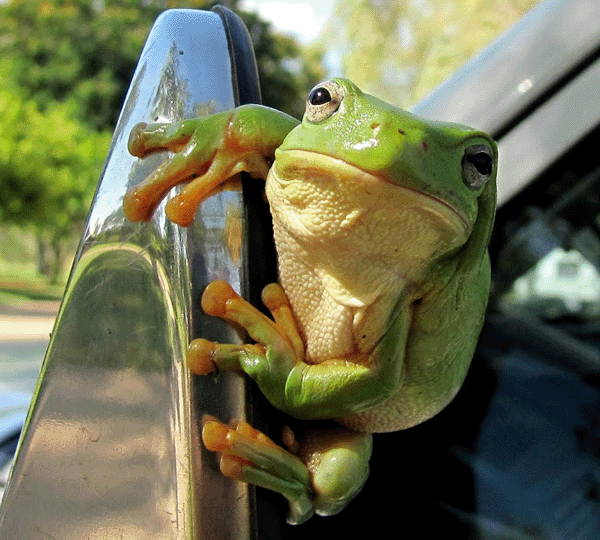 green frog