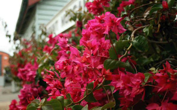 flowers at Mt Morgan