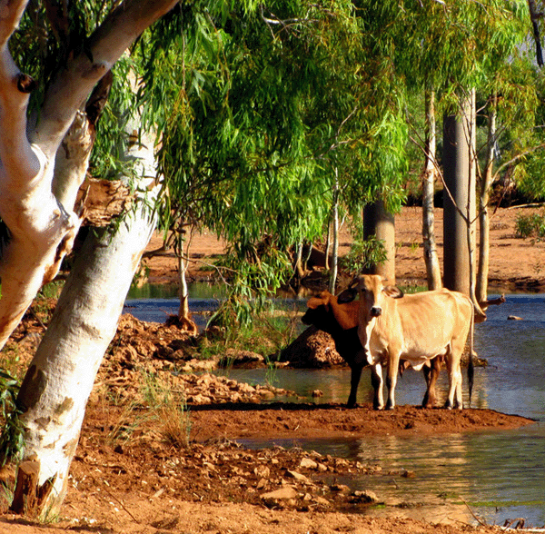 Brahman