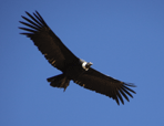 Condor